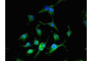 Immunofluorescent analysis of U251 cells using ABIN7149396 at dilution of 1:100 and Alexa Fluor 488-congugated AffiniPure Goat Anti-Rabbit IgG(H+L) (CIAO3 (AA 2-265) anticorps)
