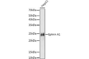 Western blot analysis of extracts of HepG2 cells, using Ephrin  antibody (ABIN7266976) at 1:1000 dilution. (Ephrin A1 anticorps)