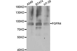 Western blot analysis of extracts of various cell lines, using FGFR4 antibody. (FGFR4 anticorps)