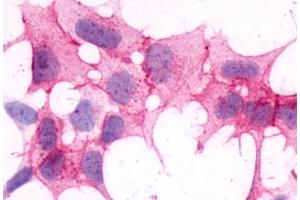 Image no. 1 for anti-Histamine Receptor H4 (HRH4) (C-Term) antibody (ABIN1048965) (HRH4 anticorps  (C-Term))