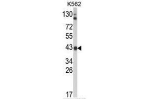 Western blot analysis of ADH5 Antibody (Center) in K562 cell line lysates (35ug/lane). (ADH5 anticorps  (Middle Region))