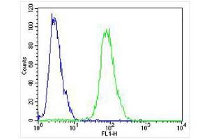 Overlay histogram showing Jurkat cells stained with (ABIN655717 and ABIN2845167) (green line).