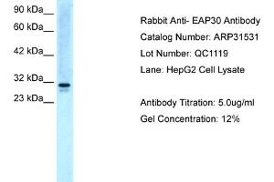 WB Suggested Anti-EAP30 Antibody Titration:  5. (SNF8 anticorps  (N-Term))
