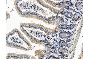 PRUNE Antibody at 1/100 staining mouse colorectal tissue by IHC-P.