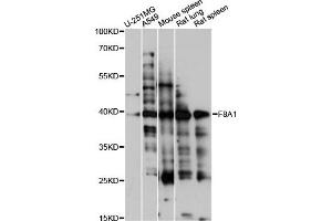 Western blot analysis of extracts of various cell lines, using F8A1 antibody (ABIN6292980) at 1:1000 dilution. (Coagulation Factor VIII-Associated 1 (F8A1) anticorps)
