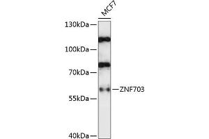 Western blot analysis of extracts of MCF7 cells, using ZNF703 antibody (ABIN7271524) at 1:1000 dilution. (ZNF703 anticorps  (AA 160-290))