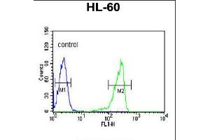 Flow cytometric analysis of HL-60 cells (right histogram) compared to a negative control cell (left histogram). (Calpain 3 anticorps  (C-Term))