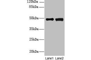 Western blot All lanes: DBF4B antibody at 4 μg/mL Lane 1: MCF-7 whole cell lysate Lane 2: A549 whole cell lysate Secondary Goat polyclonal to rabbit IgG at 1/10000 dilution Predicted band size: 68, 48, 55, 19 kDa Observed band size: 48 kDa (DBF4B/DRF1 anticorps  (AA 1-300))