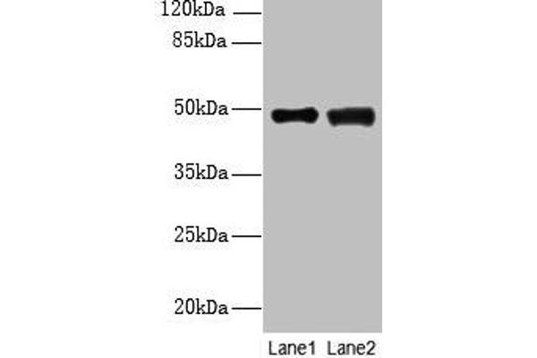 DBF4B/DRF1 antibody  (AA 1-300)