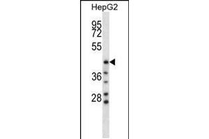 Western blot analysis in HepG2 cell line lysates (35ug/lane). (HYAL1 anticorps  (C-Term))
