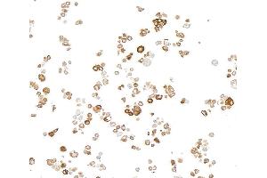 Immunocytochemistry (ICC) image for anti-Transmembrane Protein 173 (TMEM173) (C-Term) antibody (ABIN7795819) (Recombinant STING/TMEM173 anticorps  (C-Term))