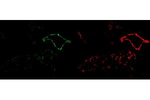 Immunofluorescence analysis of mouse embryo frozen section using using CD31 (MEC13.