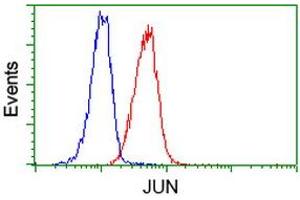 Image no. 1 for anti-Jun Proto-Oncogene (JUN) antibody (ABIN1498935)
