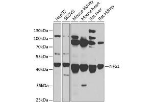 Western blot analysis of extracts of various cell lines, using NFS1 antibody (ABIN6130224, ABIN6144594, ABIN6144596 and ABIN6217361) at 1:1000 dilution. (NFS1 anticorps  (AA 208-457))