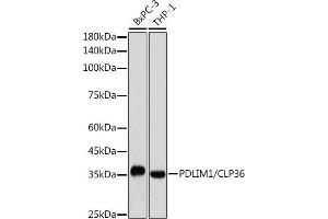 Western blot analysis of extracts of various cell lines, using PDLIM1/CLP36 antibody (ABIN7269195) at 1:1000 dilution. (PDLIM1 anticorps)