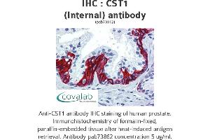 Image no. 1 for anti-Cystatin SN (CST1) (Internal Region) antibody (ABIN1733346) (CST1 anticorps  (Internal Region))