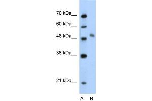 WB Suggested Anti-MYBL1 Antibody Titration:  2. (MYBL1 anticorps  (Middle Region))