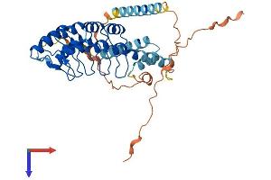 AlphaFold protein structure predicition of Human Recombinant ANKRD2 Protein, UniprotID Q9GZV1