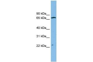 WB Suggested Anti-ZNF135 Antibody Titration: 0. (ZNF135 anticorps  (N-Term))