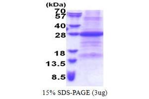 SDS-PAGE (SDS) image for Fas Apoptotic Inhibitory Molecule (FAIM) (AA 1-213) protein (His tag) (ABIN5853329) (FAIM Protein (AA 1-213) (His tag))