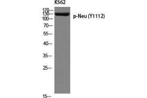 Western Blot (WB) analysis of K562 using p-Neu (Y1112) antibody. (NEURL anticorps  (pTyr1112))