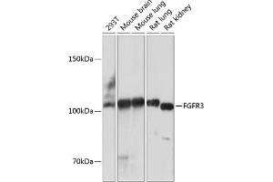 Western blot analysis of extracts of various cell lines, using FGFR3 antibody (ABIN7267191) at 1:1000 dilution. (FGFR3 anticorps)