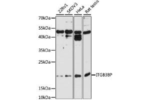 Western blot analysis of extracts of various cell lines, using ITGB3BP antibody (ABIN2563484) at 1:1000 dilution. (ITGB3BP anticorps)