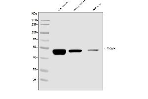 Western blot analysis of SLC10A1/NTCP1 using anti-SLC10A1/NTCP1 antibody (ABIN7601234).
