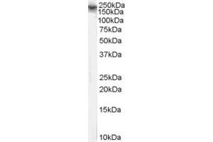 ABIN185687 (1µg/ml) staining of NIH/3T3 cell lysate (35µg protein in RIPA buffer).