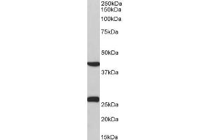 ABIN5539516 (0. (DUSP6 anticorps  (C-Term))