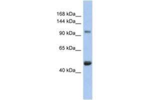 Western Blotting (WB) image for anti-Retinoblastoma-Like 1 (p107) (RBL1) antibody (ABIN2463962) (p107 anticorps)