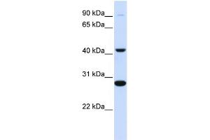 WB Suggested Anti-CYB561 Antibody Titration:  0. (CYB561 anticorps  (Middle Region))
