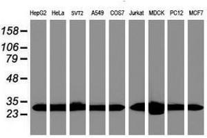 Image no. 4 for anti-Proteasome Subunit alpha 6 (PSMA6) antibody (ABIN1500465)