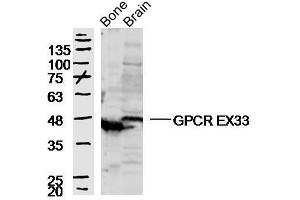 Mouse bone and brain lysates probed with GPCR EX33 Polyclonal Antibody, unconjugated  at 1:300 overnight at 4°C followed by a conjugated secondary antibody at 1:10000 for 90 minutes at 37°C. (GPR84 anticorps  (AA 21-120))