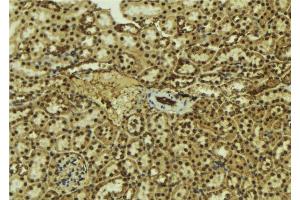 ABIN6277580 at 1/100 staining Mouse kidney tissue by IHC-P. (DP1 anticorps  (C-Term))