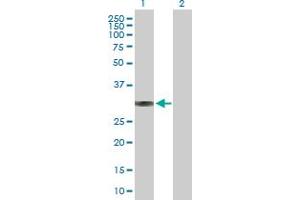 Western Blot analysis of BRMS1 expression in transfected 293T cell line by BRMS1 MaxPab polyclonal antibody. (BRMS1 anticorps  (AA 1-246))