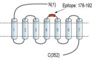 Representative domain view of the target of ABIN7043034.
