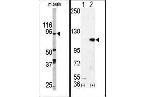Image no. 1 for anti-Lysine (K)-Specific Demethylase 1A (KDM1A) (N-Term) antibody (ABIN356728) (LSD1 anticorps  (N-Term))
