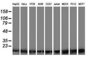 Image no. 2 for anti-Polymerase (RNA) II (DNA Directed) Polypeptide J2 (POLR2J2) antibody (ABIN1500339) (POLR2J2 anticorps)