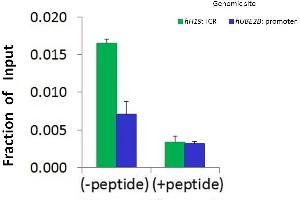 Chromatin Immunoprecipitation (ChIP) Using HIST1H1C antibody - middle region  and HCT116 Cells