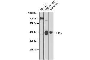 Western blot analysis of extracts of various cell lines, using GJ antibody (ABIN6132100, ABIN6141101, ABIN6141103 and ABIN6223065) at 1:1000 dilution. (Cx40/GJA5 anticorps  (AA 229-358))