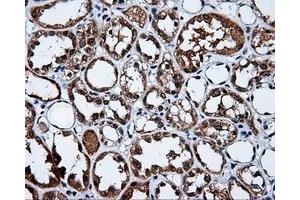 Immunohistochemistry (IHC) image for anti-Amyloid beta (A4) Precursor Protein (APP) antibody (ABIN1496879) (APP anticorps)