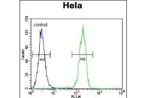 CCNG1 Antibody (C-term) (ABIN655159 and ABIN2844777) flow cytometric analysis of Hela cells (right histogram) compared to a negative control cell (left histogram). (Cyclin G1 anticorps  (C-Term))