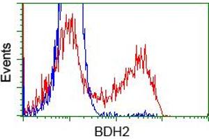 Image no. 2 for anti-3-hydroxybutyrate Dehydrogenase, Type 2 (BDH2) antibody (ABIN1496857)