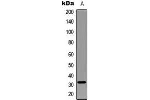 Western blot analysis of MYF5 expression in Jurkat (A) whole cell lysates.
