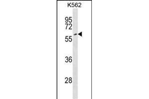 EYA2 Antibody (Center) (ABIN1538098 and ABIN2848741) western blot analysis in K562 cell line lysates (35 μg/lane). (EYA2 anticorps  (AA 216-244))