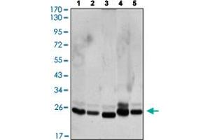 Western Blot analysis of Lane 1: HeLa, Lane 2: COS7, Lane 3: NIH/3T3, Lane 4: A431 and Lane5: C6 cell lysate. (CBX1 anticorps)