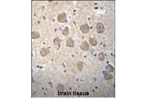 OR4K2 Antibody (C-term) (ABIN655864 and ABIN2845271) immunohistochemistry analysis in formalin fixed and paraffin embedded human brain tissue followed by peroxidase conjugation of the secondary antibody and DAB staining.