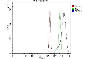 Flow Cytometry analysis of CACO-2 cells using anti-NEAS/SPTAN1 antibody (ABIN7600436). (SPTAN1 anticorps  (AA 1916-2472))