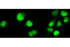 Anti-MYC mouse monoclonal antibody (ABIN2452345) immunofluorescent staining of COS7 cells transiently transfected by pCMV6-ENTRY MYC (RC201611). (c-MYC anticorps)
